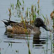 Northern Shoveler