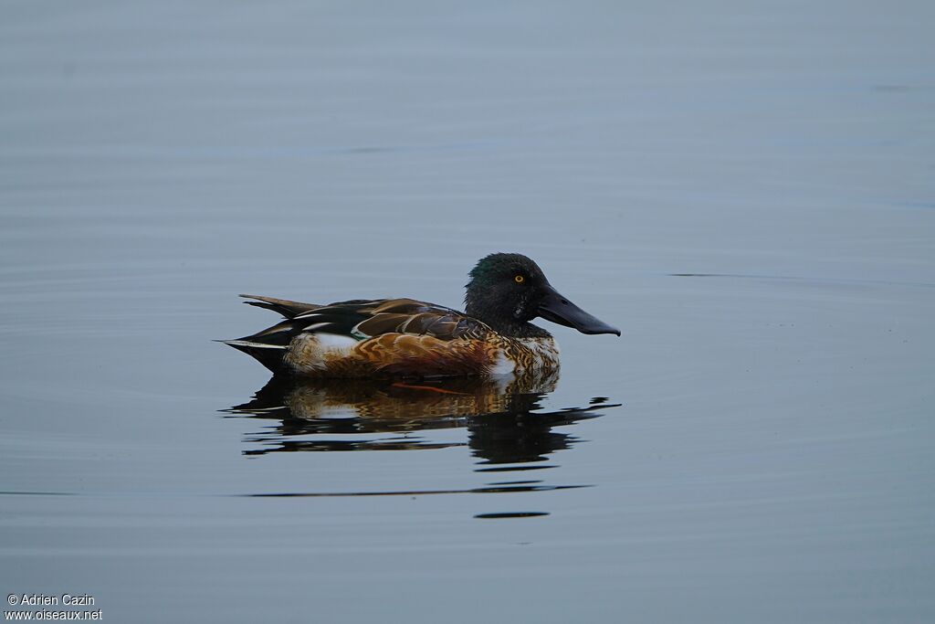 Northern Shoveleradult breeding