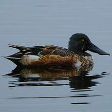 Canard souchet