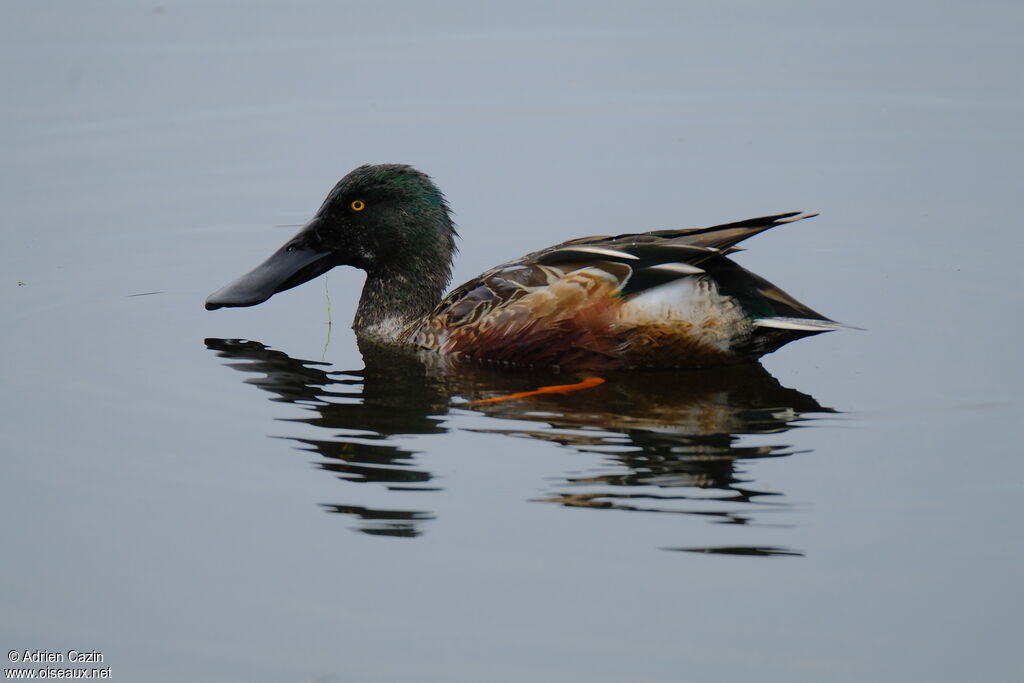 Canard souchet mâle adulte nuptial