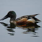 Canard souchet