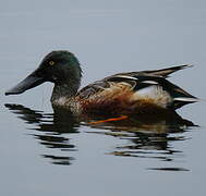 Northern Shoveler