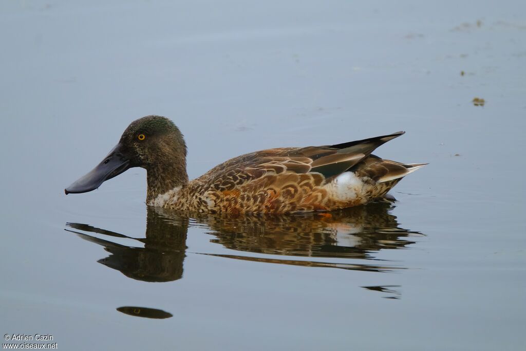 Canard souchet mâle adulte internuptial