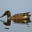 Canard souchet