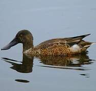 Northern Shoveler