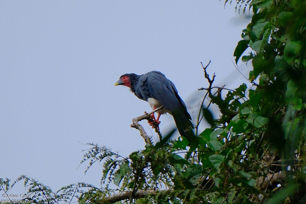 Red-throated Caracaraadult