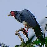 Caracara à gorge rouge