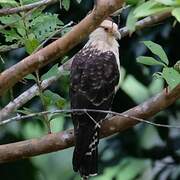 Yellow-headed Caracara