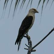 Yellow-headed Caracara