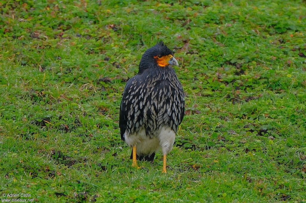 Carunculated Caracaraadult