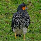 Caracara caronculé