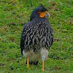 Caracara caronculé