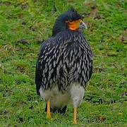 Caracara caronculé