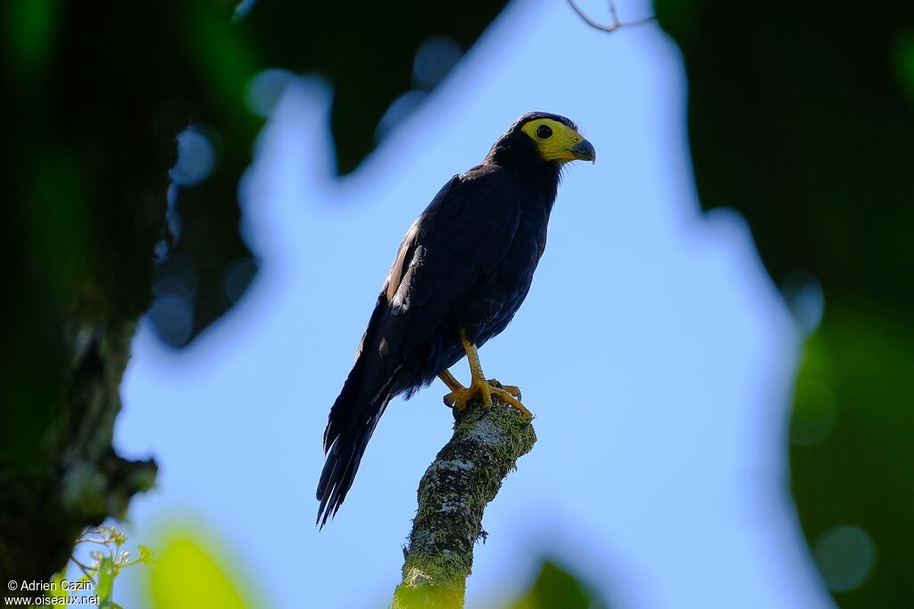 Black Caracarajuvenile, identification