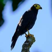 Caracara noir