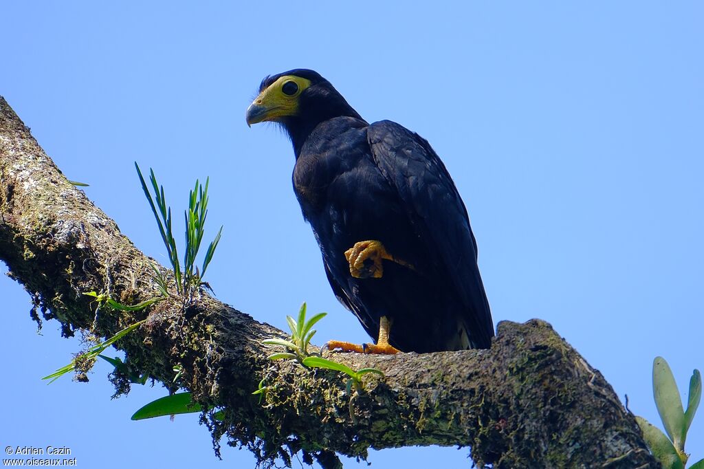 Caracara noirjuvénile, identification