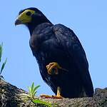 Caracara noir