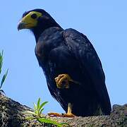 Caracara noir