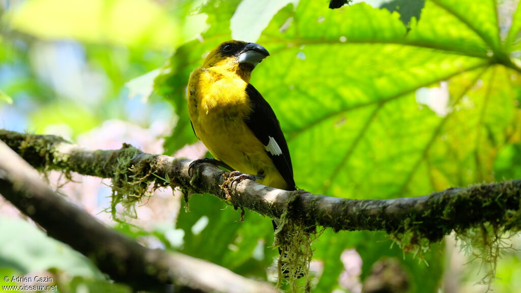 Black-thighed Grosbeak male adult