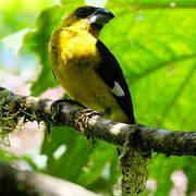 Black-thighed Grosbeak