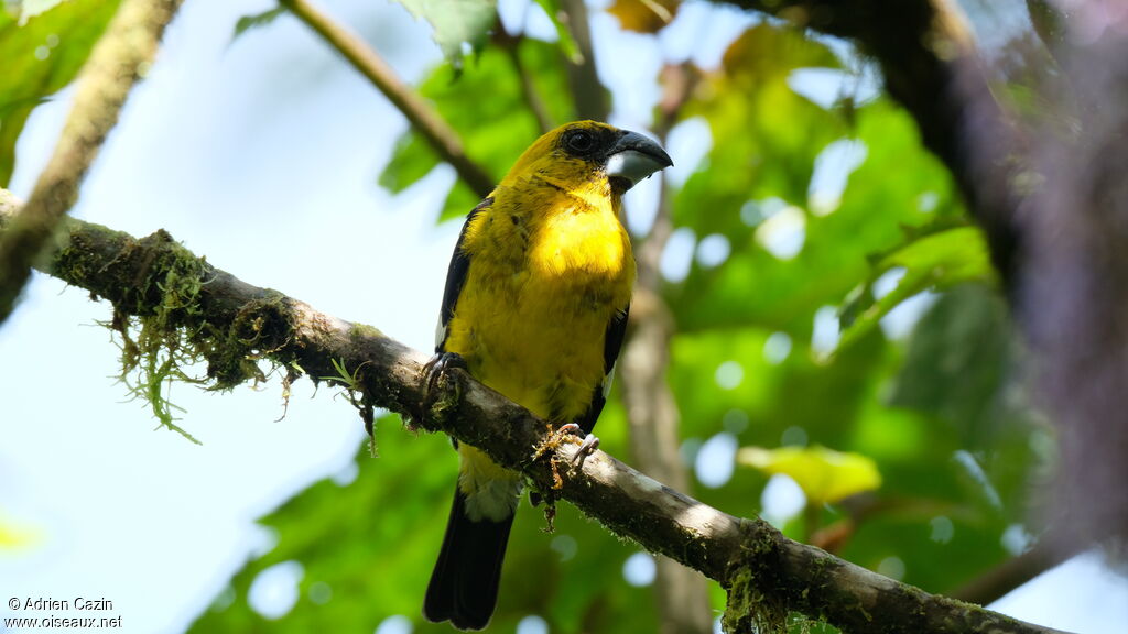 Black-thighed Grosbeak male adult