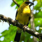 Black-thighed Grosbeak