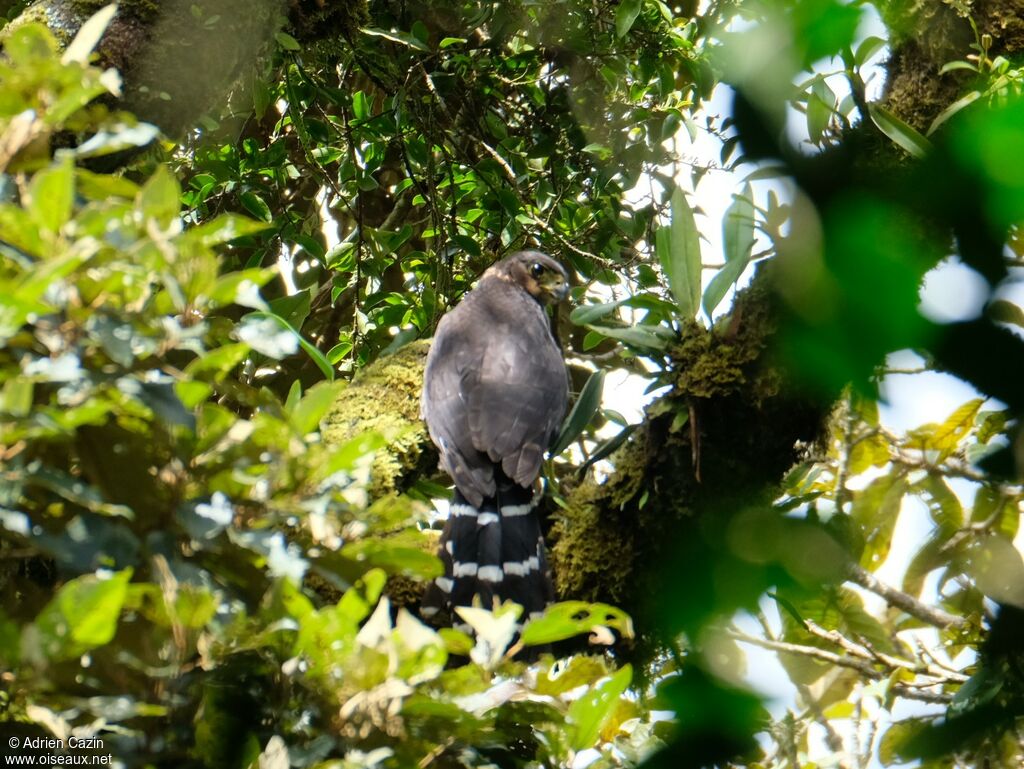 Collared Forest Falcon