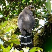 Collared Forest Falcon