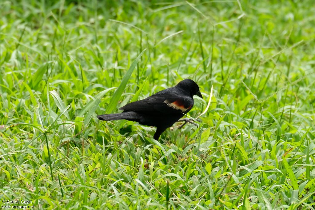 Red-winged Blackbird