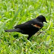 Red-winged Blackbird