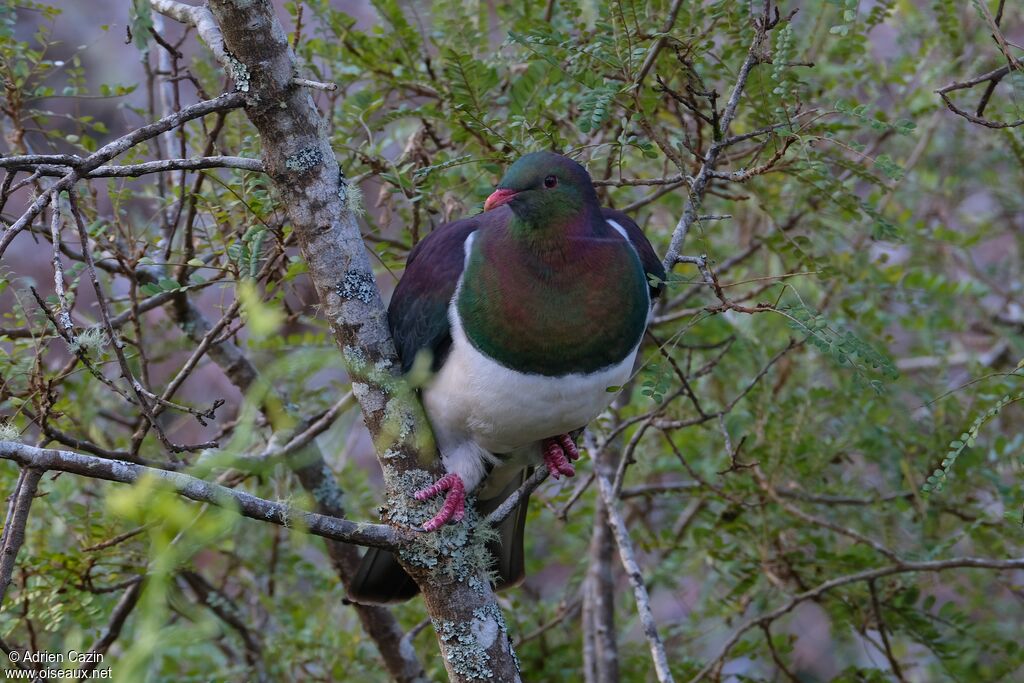 New Zealand Pigeon