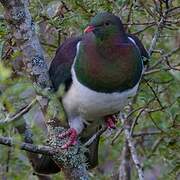 New Zealand Pigeon