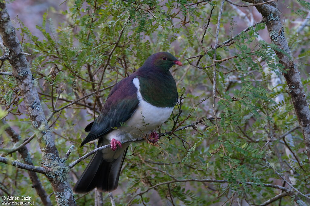 New Zealand Pigeon