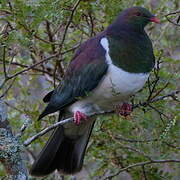 New Zealand Pigeon