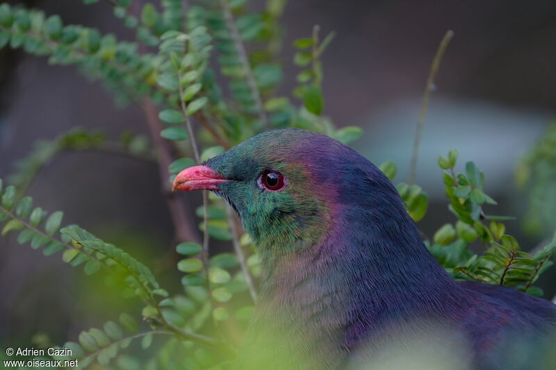 New Zealand Pigeon, close-up portrait