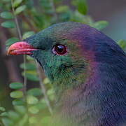 New Zealand Pigeon