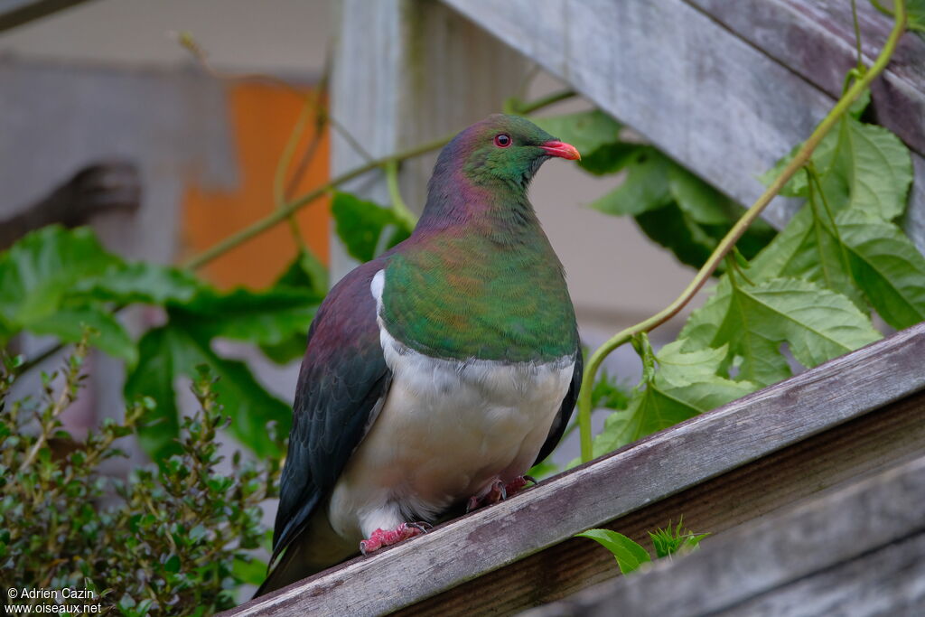 New Zealand Pigeon