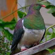 New Zealand Pigeon