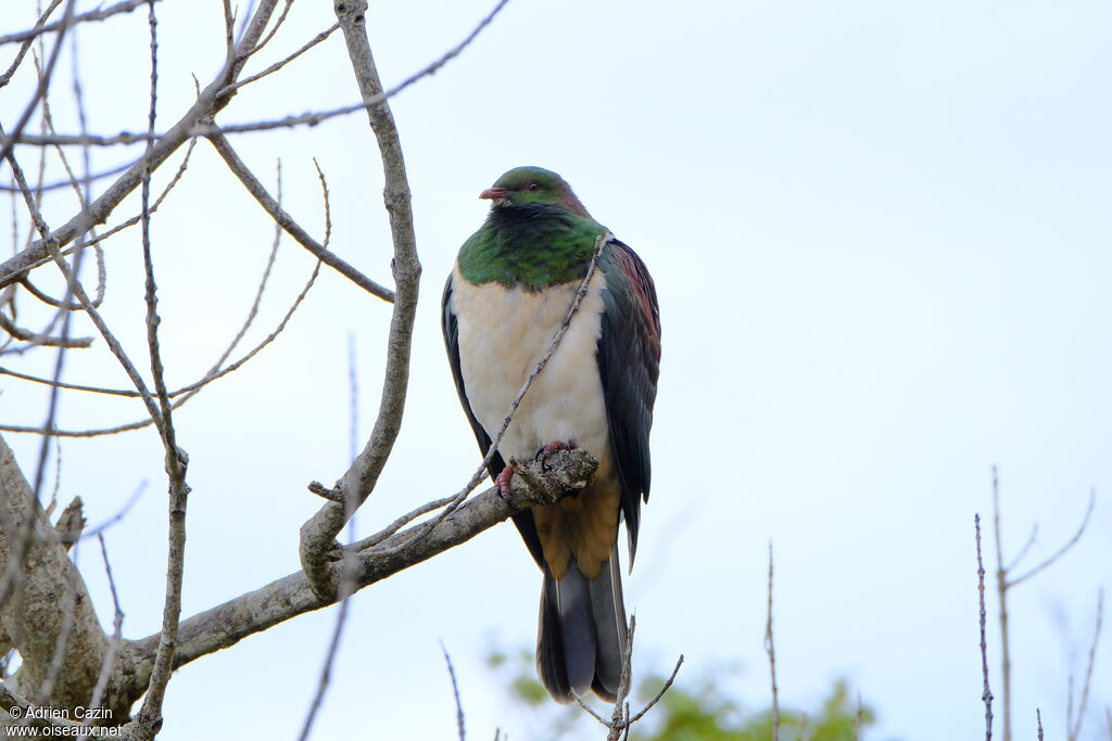 New Zealand Pigeon