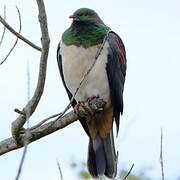 New Zealand Pigeon