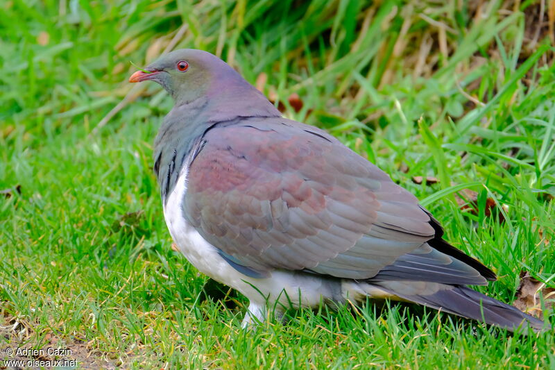New Zealand Pigeon, walking, eats