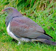 New Zealand Pigeon