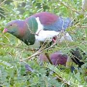 New Zealand Pigeon