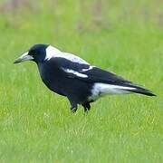 Australian Magpie