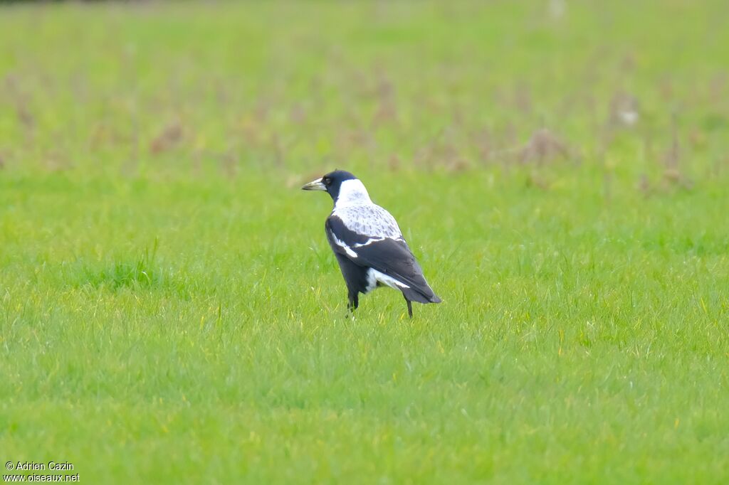 Australian Magpieadult