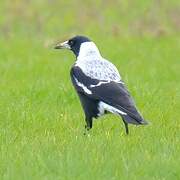 Australian Magpie