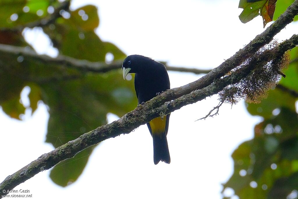 Yellow-rumped Caciqueadult