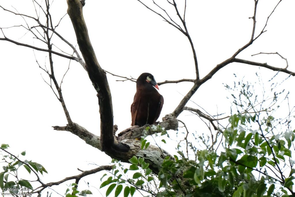 Montezuma Oropendola