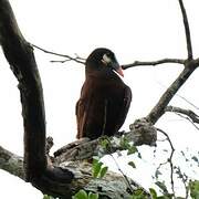 Montezuma Oropendola