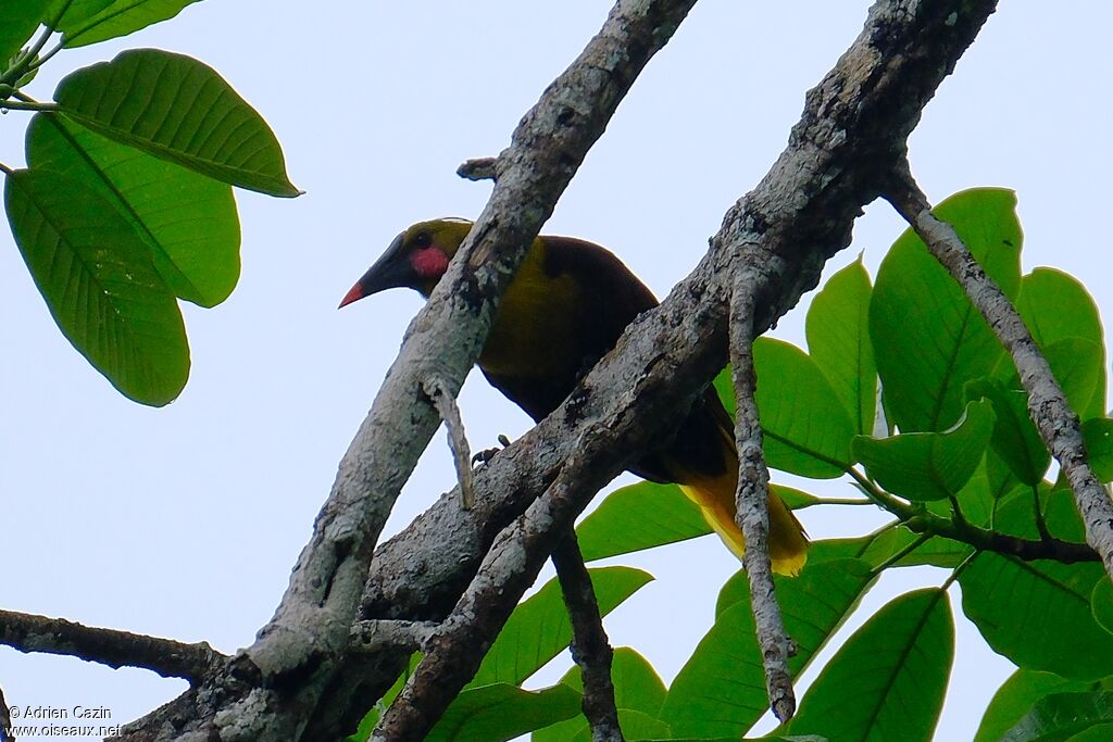 Olive Oropendolaadult